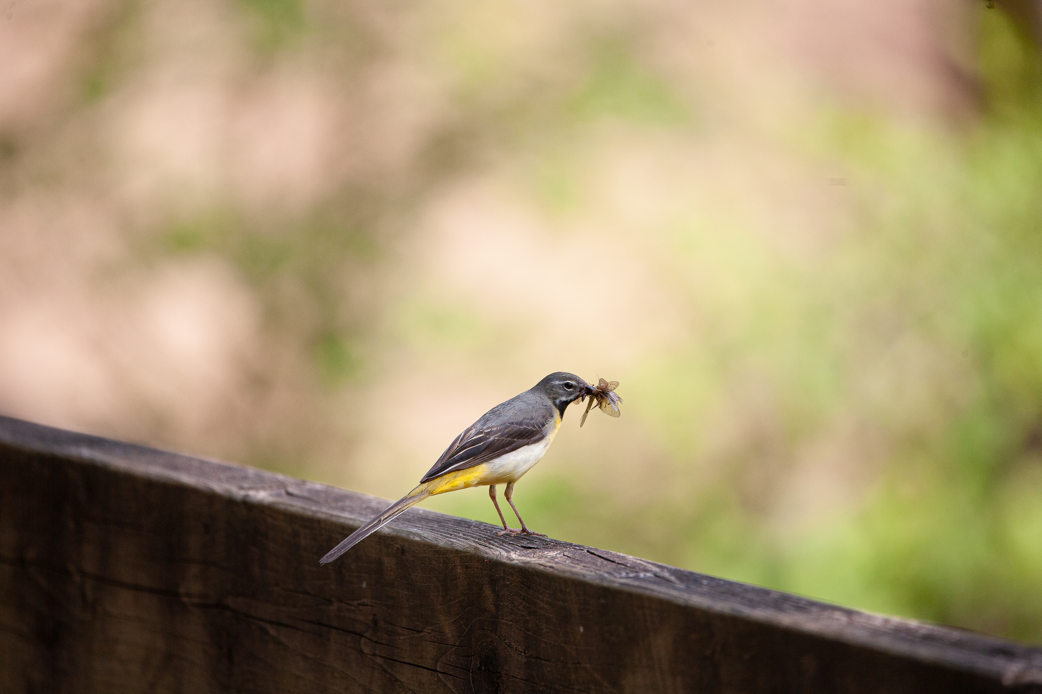 Grey Wagtail with Breakfast