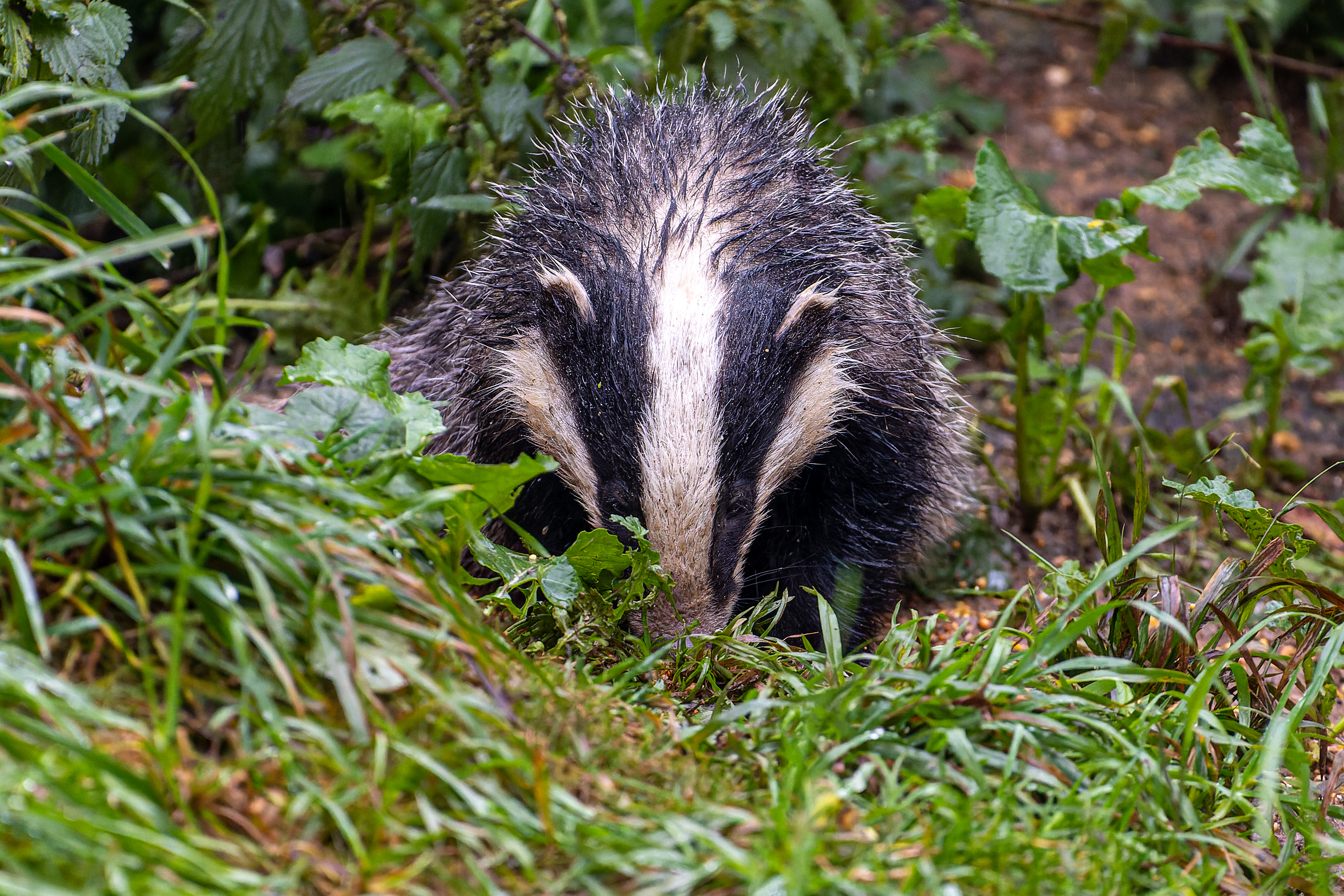 Badger in the Woodland Close Up