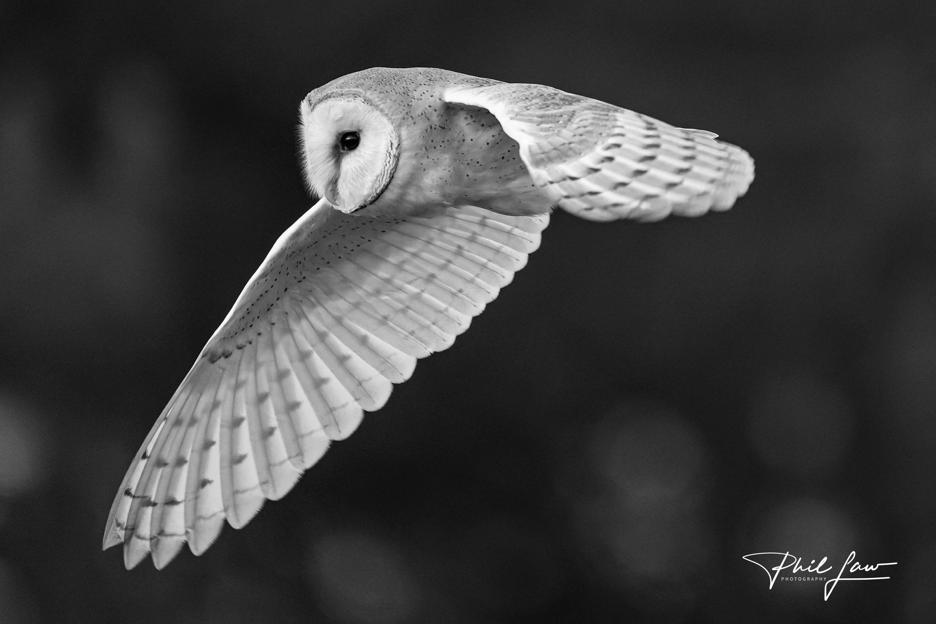 Barn Owl Close Up Monochrome