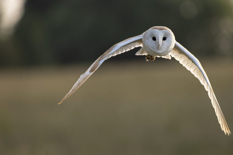 Barn Owl Flight Close Up