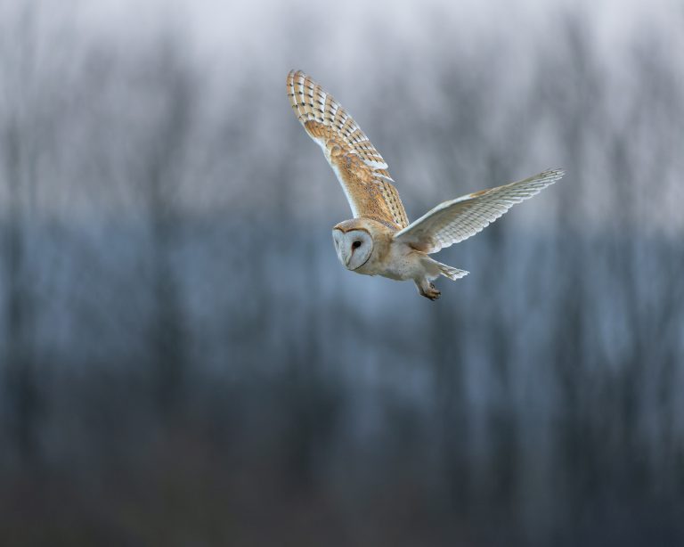 Barn Owl on a Grey Day