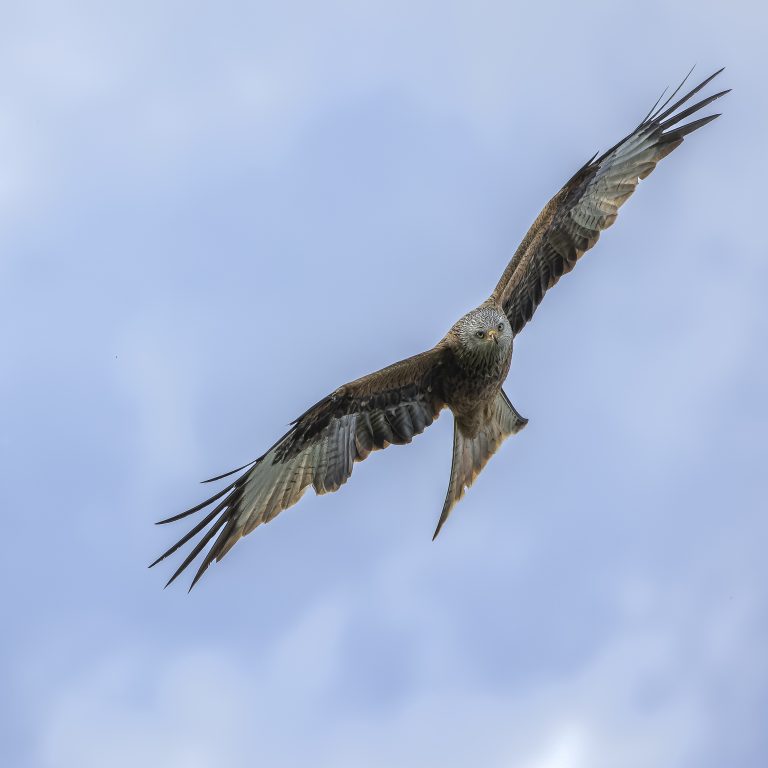 Eye to Eye with a Red Kite