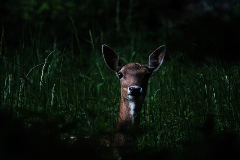 Fallow Deer Hind in the Woods at Night