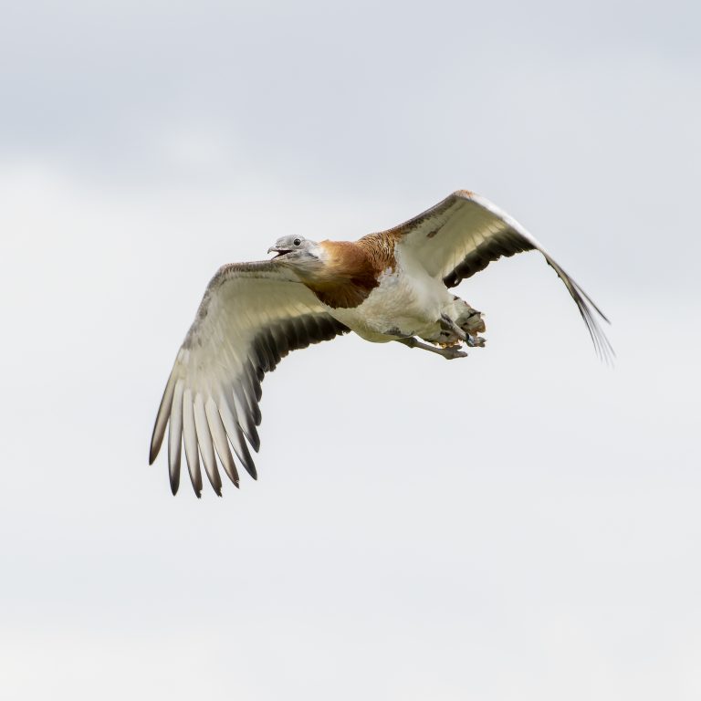 Great Bustard Close Up Flyby
