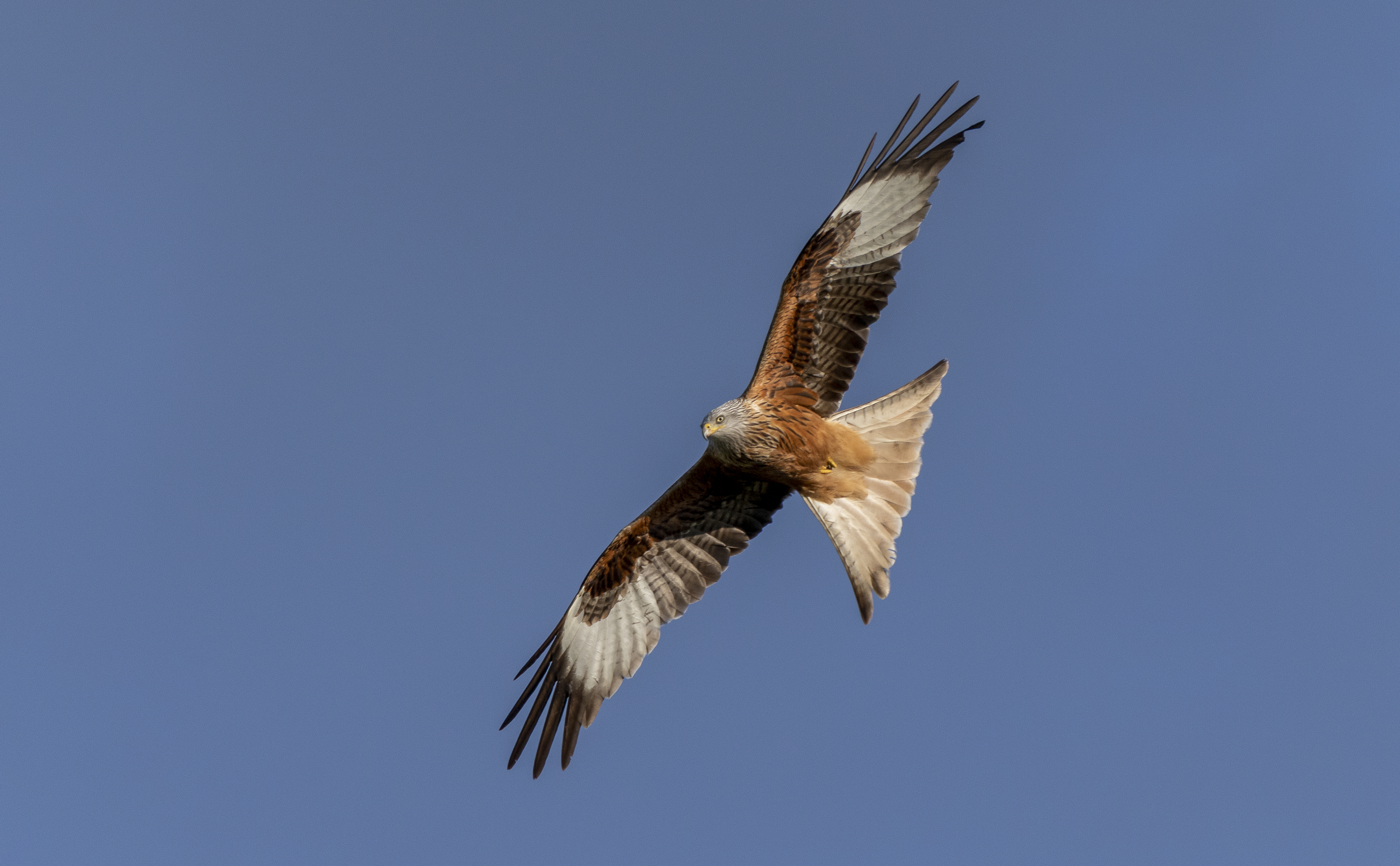Red Kite on a Summer Evening