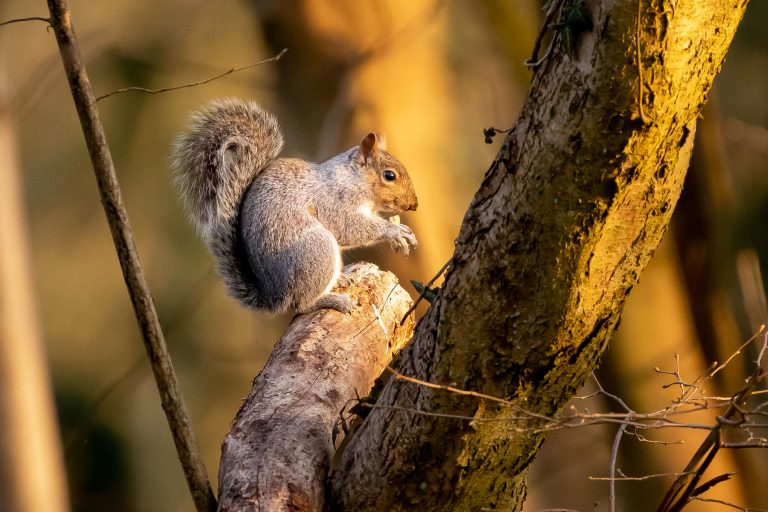 Sunset Grey Squirrel