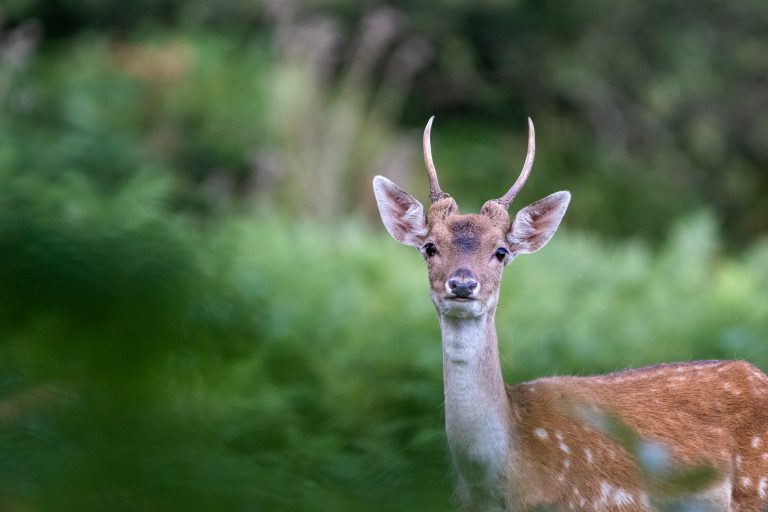 Young Fallow Deer Stag in the Forest