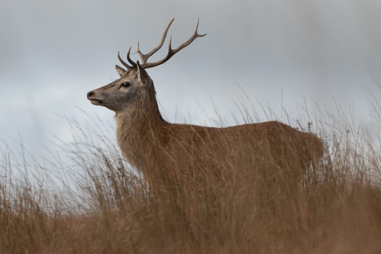 Young RedDeer Stag Close Up
