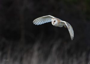 Wild Winter Barn Owl Wall Print Picture