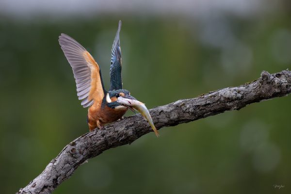 Autumn Kingfisher with Large Fish