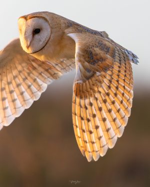 Golden Hour Barn Owl Super Close