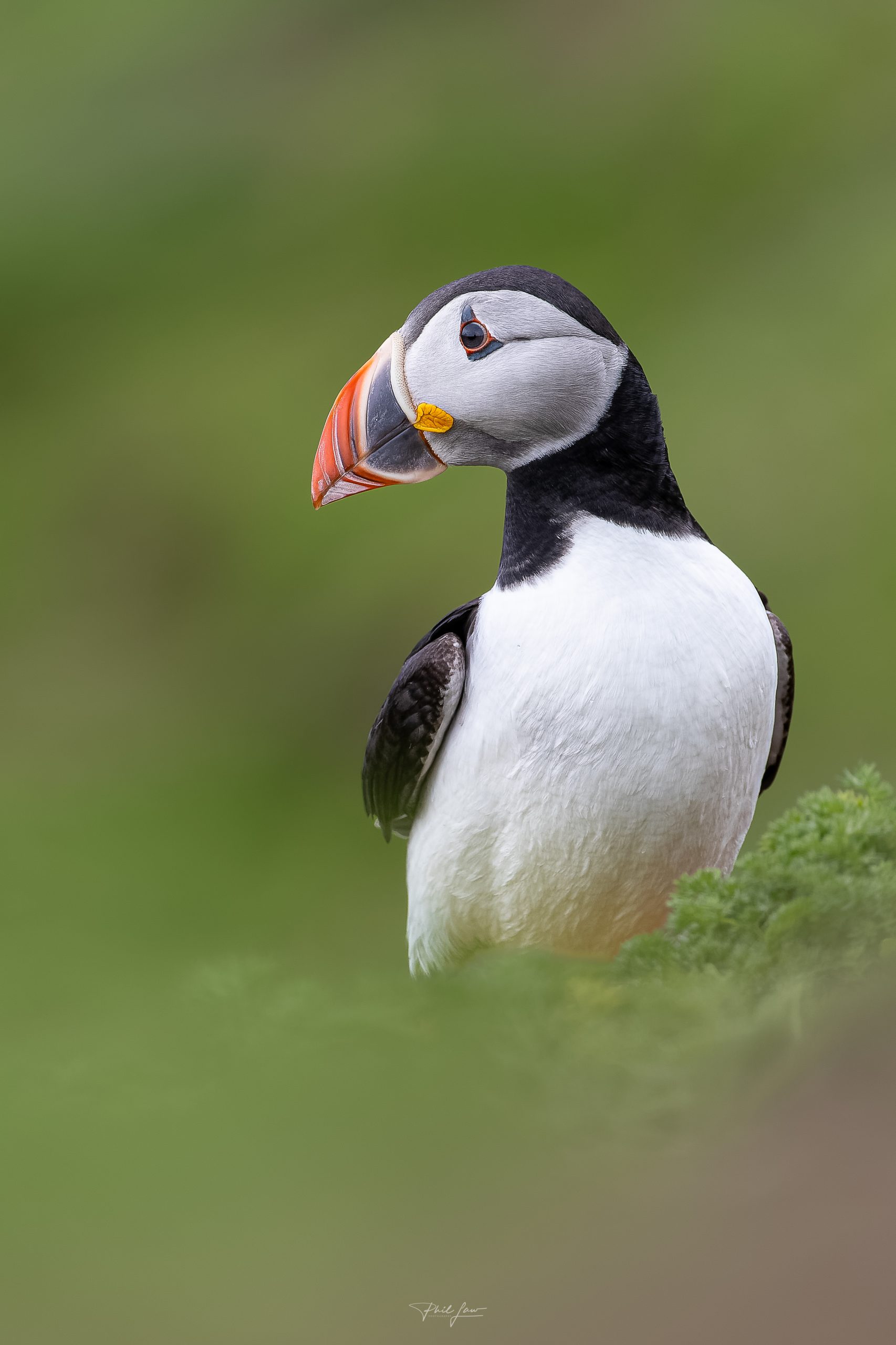 Spring Atlantic Puffin