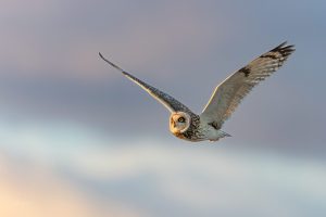 Spring Short Eared Owl