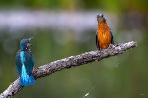 The Married Couple – Kingfisher Argument