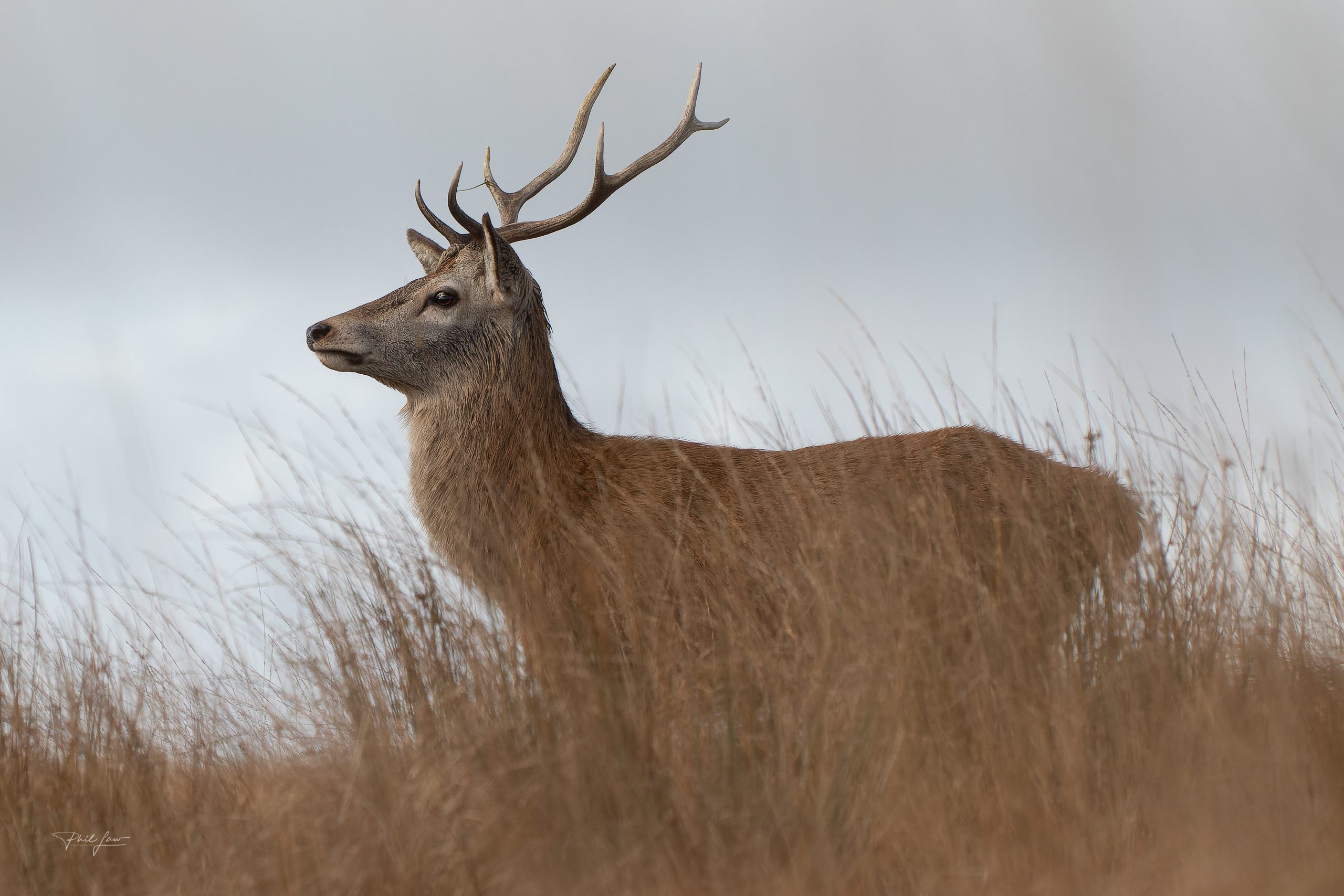 Wild Autumn Young Red Deer Stag